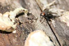 Insekten/Weichtiere 