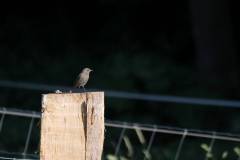Vögel 