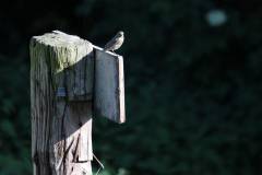 Vögel 
