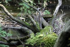 Wald 