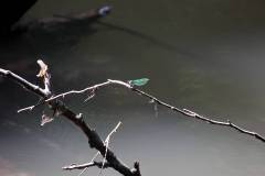 Insekten/Weichtiere 