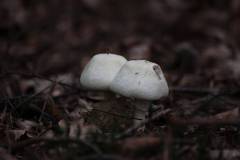 Pilze 