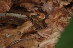 Amphibien/Reptilien 