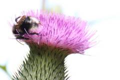 Insekten/Weichtiere 
