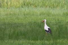 Vögel 