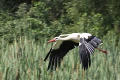 Vögel 