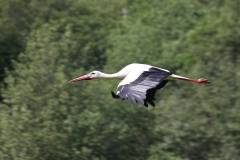 Vögel 