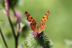 Insekten/Weichtiere 