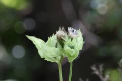 Blüten 