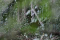 Rehe 