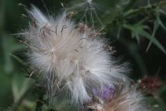 Blüten 
