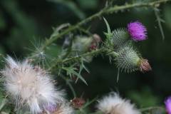 Blüten 