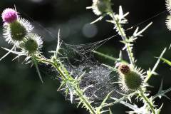 Insekten/Weichtiere 