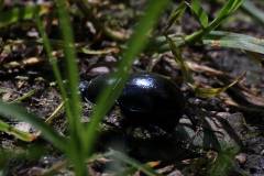 Insekten/Weichtiere 