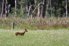 Rehe 