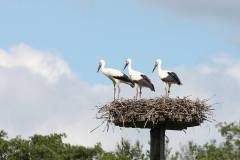 Vögel 