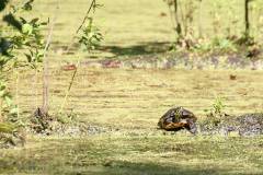 Amphibien/Reptilien 