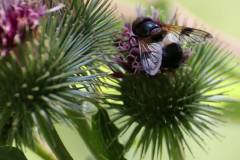 Insekten/Weichtiere 