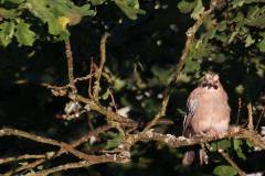 Vögel 
