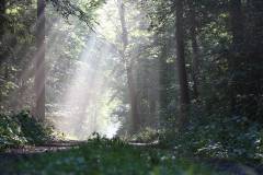 Wald 