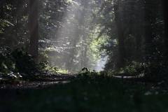 Wald 