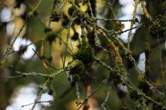 Wald 