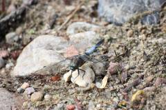 Insekten/Weichtiere 
