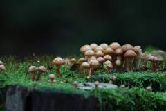Pilze 