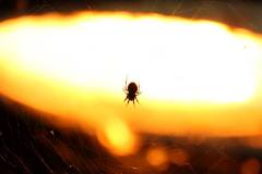 Insekten/Weichtiere 