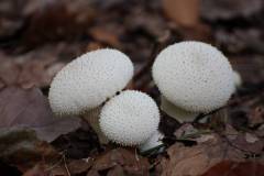 Pilze