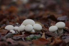 Pilze