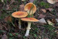Pilze