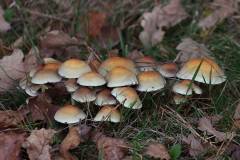 Pilze
