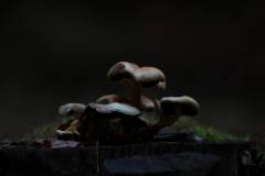Pilze