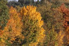 Wald 