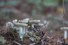 Pilze 