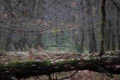 Wald 