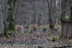 Feuchtgebiet 