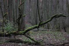 Feuchtgebiet 