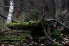 Wald 