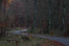 Wald 
