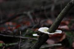 Pilze 