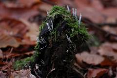 Pilze 
