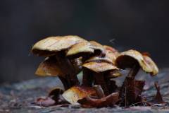 Pilze 