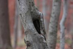 Bäume 