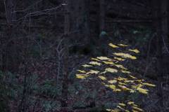 Bäume 