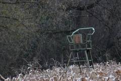 Wald 