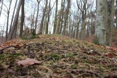 Wald 