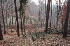 Wald 