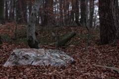 Wald 